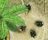 play Battlefield 2