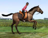 play Horse Jumping