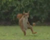 play Soccer Squirrel