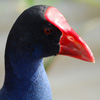 play Jigsaw: Purple Swamphen