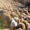 play Flock Of Sheep Slider