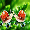 play Fighter Snails Slide Puzzle