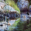 play Black Ducks In The River Puzzle