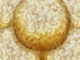 play Sweet Rice Ball