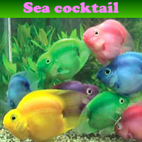 play Sea Cocktail 5 Differences