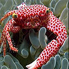 play Speckled Fish Slide Puzzle