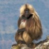 play Baboons Jigsaw