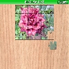 play Burgundy Rose