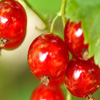 play Jigsaw: Red Currant