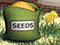 play Chicken Chase