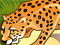 play Safari