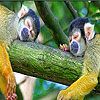 play Sleepy Monkeys Slide Puzzle