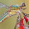 play Emerald Fly Slide Puzzle
