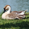 play Jigsaw: Duck Resting