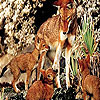 play Wolves In The Woods Slide Puzzle