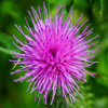 play Jigsaw: Thistle