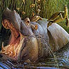 play Hippopotamus And Turtle Puzzle