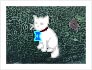 play Time 4 More Cat