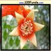play Flower Jigsaw