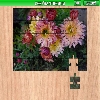 play Chrysanthemum