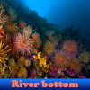 play River Bottom 5 Differences