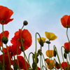 play Jigsaw: Field Poppy