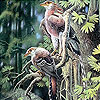 play Budgerigars Slide Puzzle