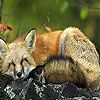 play Sluggard Fox Puzzle