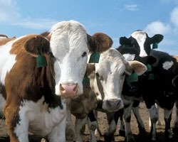 play Just Mooing