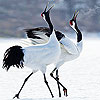 play Runner Birds Puzzle
