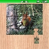 play Squirrel