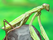 play Smart Mantis