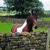 play Jigsaw: Curious Horse