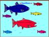 play Salmon Fish Coloring