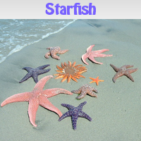 play Starfish. Find Objects