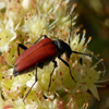 play Jigsaw: Beetle