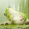 play Sympathetic Frog Slide Puzzle