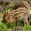 play Jigsaw: Boar Piglet