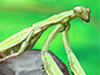 play Smart Mantis