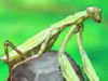 play Smart Mantis