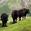 play Jigsaw: Mountain Cows