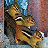 play Colored Squirrels Puzzle