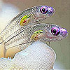play Violet Eyes Slide Puzzle