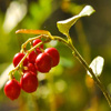 play Jigsaw: Cowberry