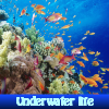 play Underwater Life