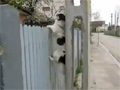 play Fence Climbing Dog Video Free Download, Online Free Funny Clips