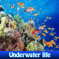 play Underwater Life