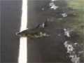 play Salmon Crossing Flooded Roadway Video Free Download, Online Free Funny Clips