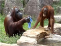 play Orangutan Cools Himself Like Human Video Free Download, Online Free Funny Clips
