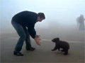 play Cutest Bear Attack Ever Video Free Download, Online Free Funny Clips